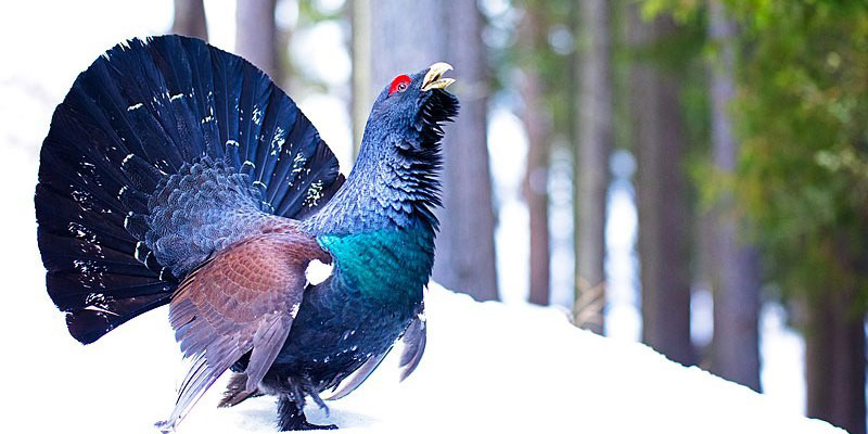 Male capercaillie. Credits: Stelvioparc