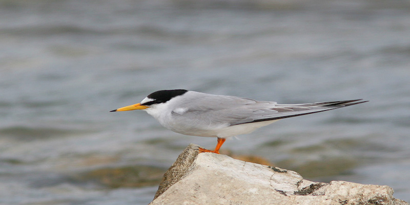 Little Tern, Photo by Angelo Nitti Little Tern, Photo by Angelo Nitti