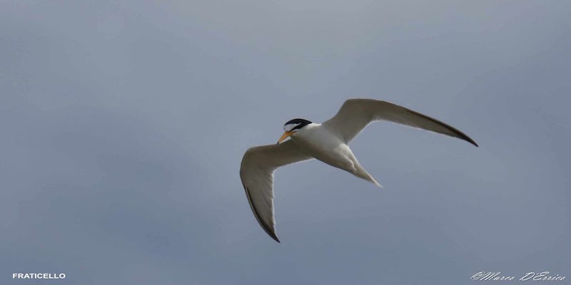Spotted: Little Tern in the Natural Reserves of the Eastern Coast of Taranto