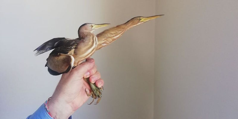 The little bittern in the Natural Reserves of the Eastern Coast of Taranto 