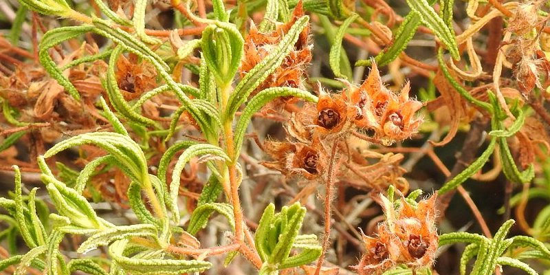 Montpellier Cistus