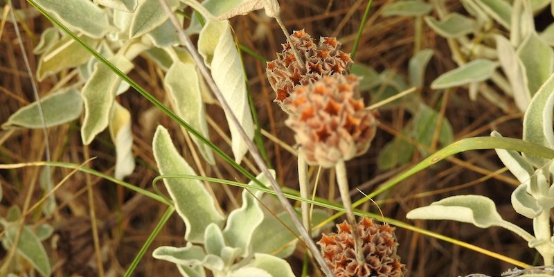 Jerusalem Sage