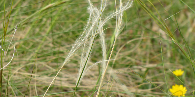 Fairy Flax