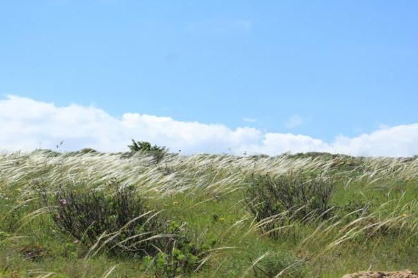 Pseudo-steppe