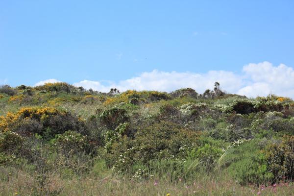 Pseudo-steppe