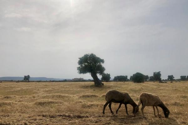 Sheep and pseudo-steppe