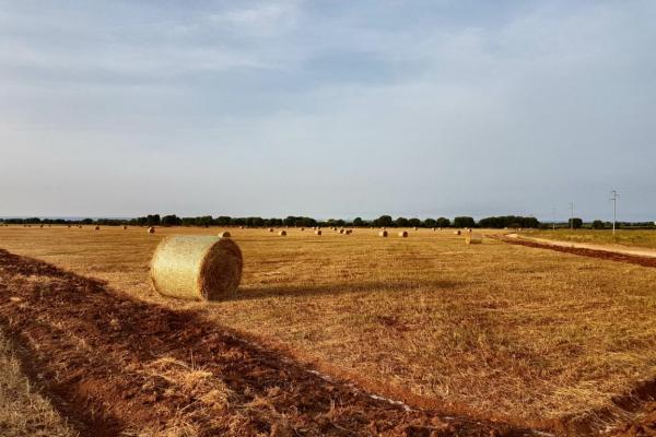 Pseudo-steppe