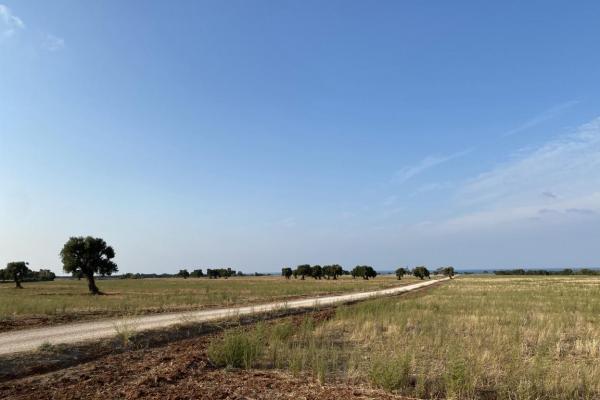 Discovering pasture in the Park of Coastal Dunes